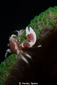 Porcelain Crab Wonder by Henley Spiers 